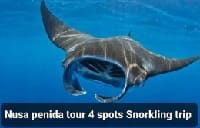 Nusa Penida Snorkeling Price 4 spots 2026-Balitourdirekt