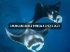 snorkeling nusa penida price(700k) 4 Spots-Balitour Direkt