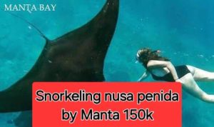 Snorkeling Nusa Penida-Bali Manta Fish Snorkeling Price 150k
