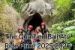 Atv Bali Gorilla-Ubud Gorilla ATv Quad Bike Today-Balitour Direkt