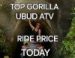 The Top Ubud Gorilla Atv Price Bali Today